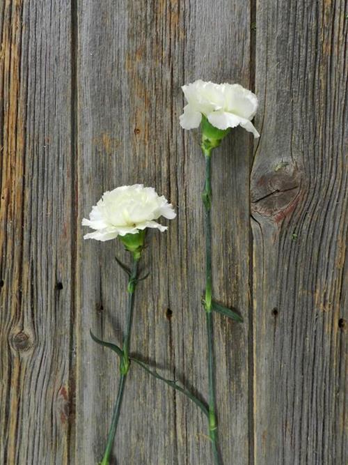 RODAS CREAM CARNATIONS